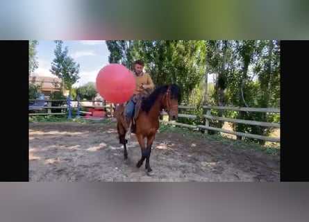 Koń berberyjski, Ogier, 4 lat, 152 cm, Gniada