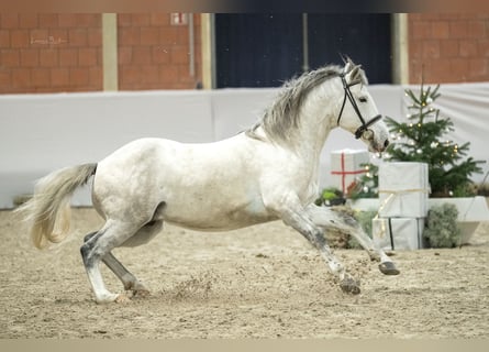 Koń berberyjski, Ogier, 6 lat, 158 cm, Formy Brown Falb