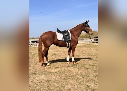 Koń brandenburski, Klacz, 5 lat, 157 cm, Kasztanowata