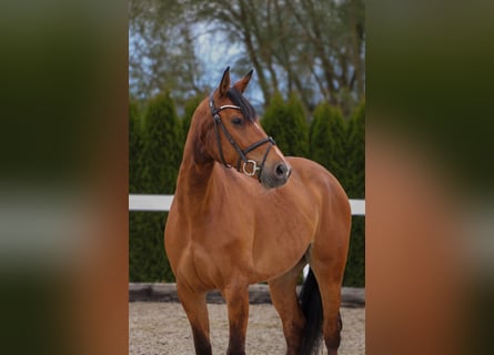 Koń brandenburski, Klacz, 9 lat, 162 cm, Gniada