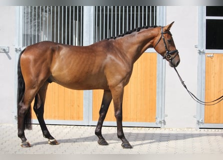 Koń brandenburski, Wałach, 9 lat, 171 cm, Gniada