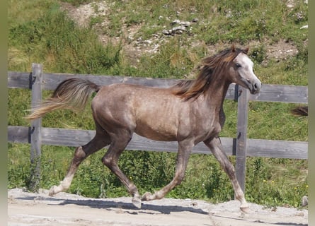 Koń czystej krwi arabskiej (Asil), Ogier, 2 lat, 160 cm, Może być siwy