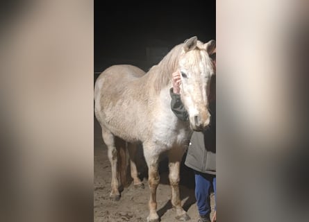 Koń czystej krwi arabskiej (Asil), Wałach, 25 lat, 150 cm, Siwa jabłkowita