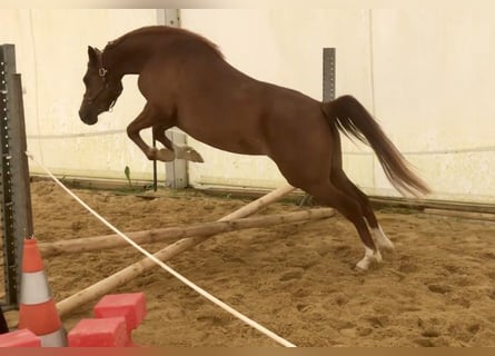 Koń czystej krwi arabskiej (Asil), Klacz, 3 lat, 152 cm, Cisawa