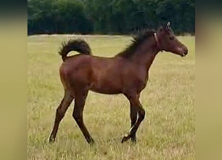 Koń czystej krwi arabskiej (Asil), Klacz, Źrebak (03/2025), Jasnogniada