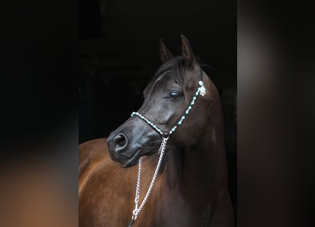 Koń czystej krwi arabskiej, Klacz, 10 lat, 152 cm, Kara
