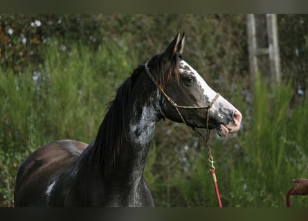 Koń czystej krwi arabskiej, Klacz, 11 lat, 149 cm, Kara