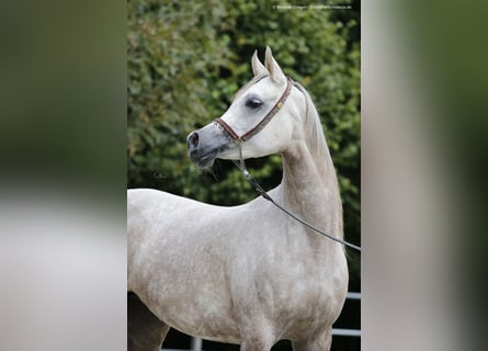 Koń czystej krwi arabskiej, Klacz, 11 lat, 152 cm, Siwa