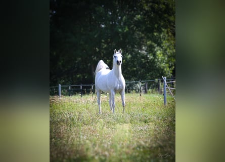 Koń czystej krwi arabskiej, Klacz, 12 lat, 152 cm, Siwa