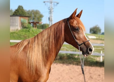 Koń czystej krwi arabskiej, Klacz, 12 lat, 153 cm, Kasztanowata