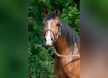Koń czystej krwi arabskiej, Klacz, 17 lat, 150 cm, Ciemnogniada