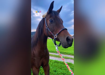 Koń czystej krwi arabskiej, Klacz, 18 lat, 151 cm, Ciemnogniada