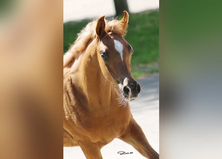 Koń czystej krwi arabskiej, Klacz, 1 Rok, Kasztanowata