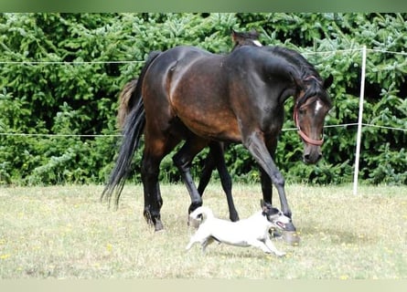 Koń czystej krwi arabskiej, Klacz, 20 lat, 152 cm, Ciemnogniada