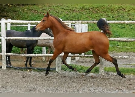 Koń czystej krwi arabskiej, Klacz, 2 lat, 146 cm, Gniada