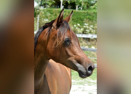 Koń czystej krwi arabskiej, Klacz, 2 lat, 150 cm, Gniada