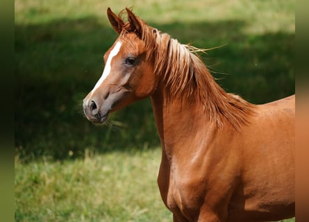 Koń czystej krwi arabskiej, Klacz, 2 lat, 154 cm, Kasztanowata