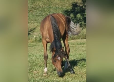 Koń czystej krwi arabskiej, Klacz, 2 lat, 156 cm, Gniada