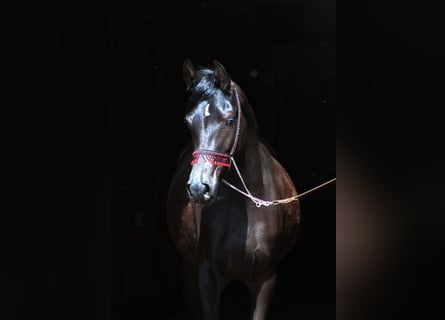 Koń czystej krwi arabskiej, Klacz, 2 lat, 160 cm, Kara