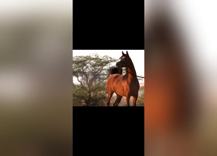 Koń czystej krwi arabskiej Mix, Klacz, 2 lat, Gniada