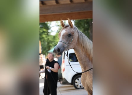 Koń czystej krwi arabskiej, Klacz, 2 lat, Siwa