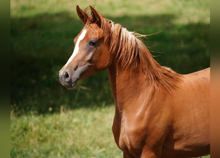 Koń czystej krwi arabskiej, Klacz, 3 lat, 154 cm, Kasztanowata