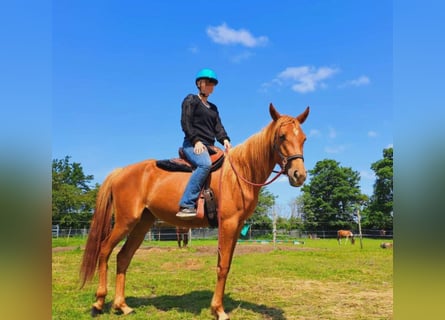 Koń czystej krwi arabskiej Mix, Klacz, 3 lat, 156 cm, Kasztanowata