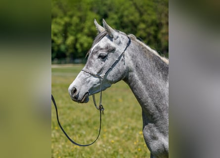 Koń czystej krwi arabskiej, Klacz, 4 lat, 146 cm, Siwa