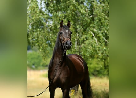 Koń czystej krwi arabskiej, Klacz, 4 lat, 150 cm, Gniada