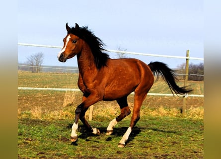 Koń czystej krwi arabskiej, Klacz, 4 lat, 150 cm, Gniada