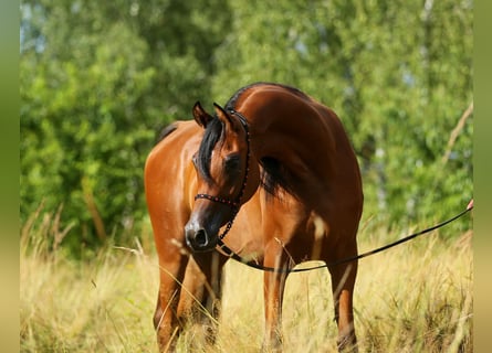 Koń czystej krwi arabskiej, Klacz, 4 lat, 153 cm, Gniada