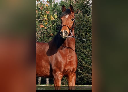 Koń czystej krwi arabskiej, Klacz, 4 lat, 154 cm, Gniada