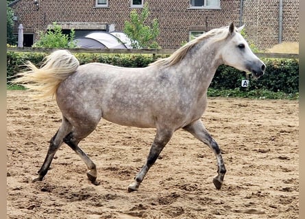 Koń czystej krwi arabskiej, Klacz, 5 lat, 147 cm, Siwa w hreczce