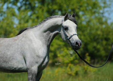 Koń czystej krwi arabskiej, Klacz, 5 lat, 151 cm, Siwa