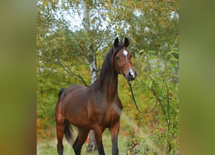 Koń czystej krwi arabskiej, Klacz, 6 lat, 153 cm, Gniada