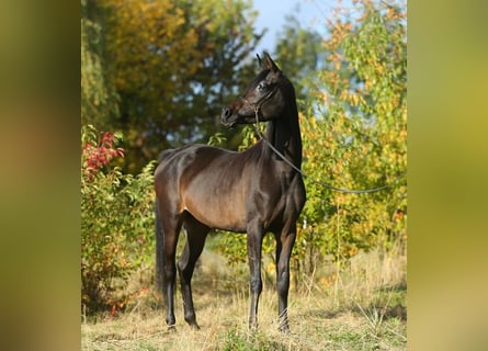 Koń czystej krwi arabskiej, Klacz, 6 lat, 155 cm, Gniada