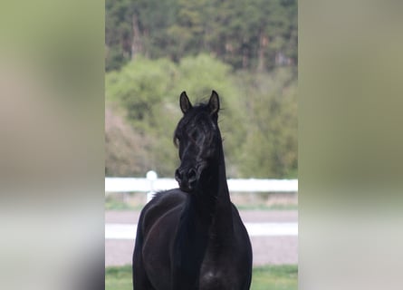 Koń czystej krwi arabskiej, Klacz, 6 lat, 155 cm, Kara
