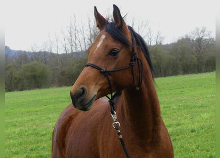 Koń czystej krwi arabskiej, Klacz, 6 lat, 156 cm, Gniada