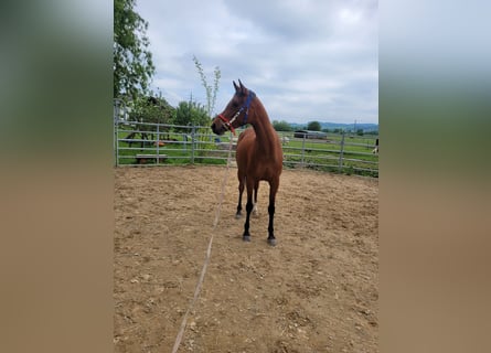 Koń czystej krwi arabskiej, Klacz, 6 lat, 157 cm, Gniada