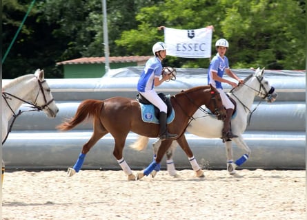 Koń czystej krwi arabskiej, Klacz, 7 lat, 148 cm, Kasztanowata