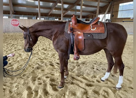 Koń czystej krwi arabskiej, Klacz, 7 lat, 153 cm, Kasztanowata