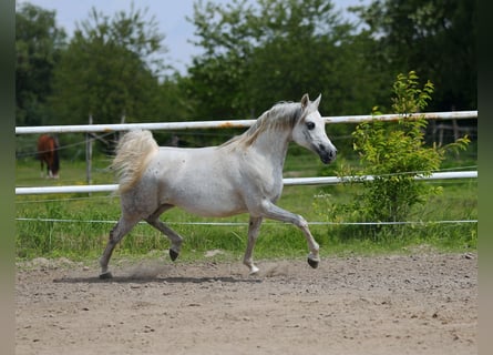 Koń czystej krwi arabskiej, Klacz, 7 lat, 153 cm, Siwa