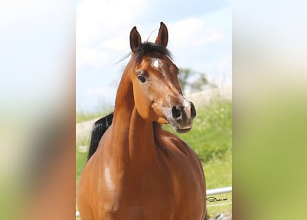 Koń czystej krwi arabskiej, Klacz, 7 lat, 154 cm, Gniada