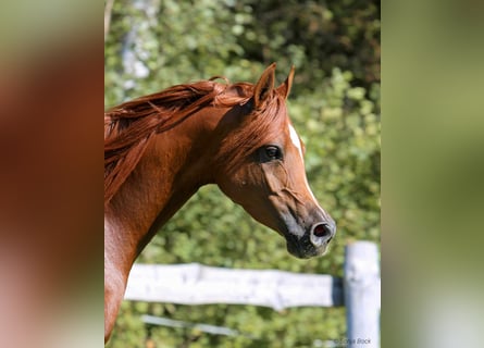 Koń czystej krwi arabskiej, Klacz, 7 lat, 155 cm, Kasztanowata