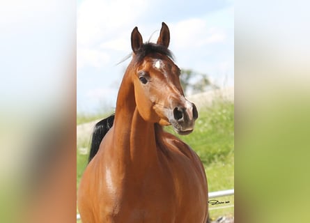 Koń czystej krwi arabskiej, Klacz, 8 lat, 154 cm, Gniada