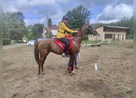 Koń czystej krwi arabskiej, Klacz, 8 lat, 157 cm, Ciemnokasztanowata