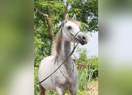 Koń czystej krwi arabskiej, Klacz, 8 lat, Siwa