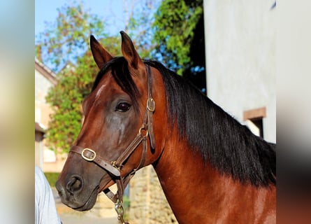Koń czystej krwi arabskiej, Klacz, 9 lat, 155 cm, Ciemnogniada