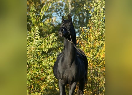 Koń czystej krwi arabskiej, Ogier, 12 lat, 156 cm