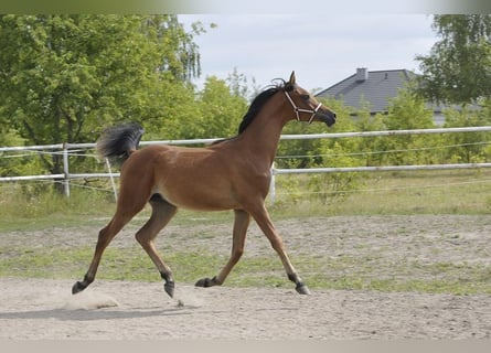 Koń czystej krwi arabskiej, Ogier, 1 Rok, 145 cm, Gniada